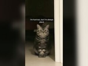 Peek of a cat
