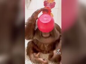 Monkey showered