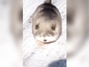Happi pupper