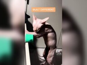 Buff catti