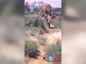 elephant