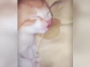 sleeping cat