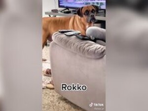 Doggie