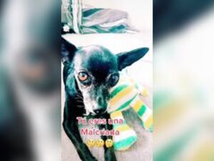 Chihuahua