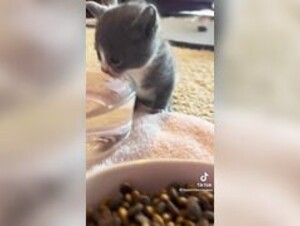 Baby cat