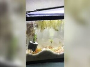 fishy