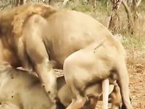 A beautiful clip of Assad's mating