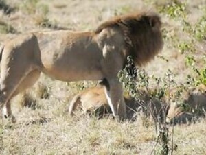 A lion is a lion