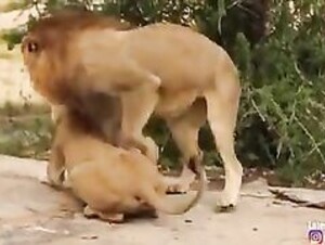 The female lion mate together all the males of the group